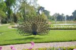 2013 05 06 bagatelle 108
